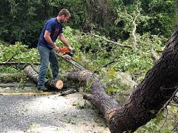 Professional Tree Services in Huntington Bay, NY